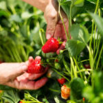 Comment protéger les récoltes de fraises ?