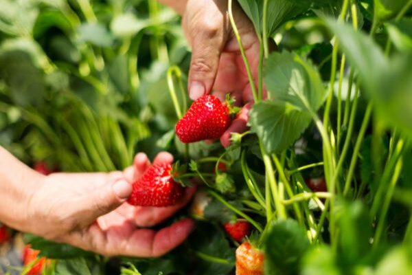 Comment protéger les récoltes de fraises ?