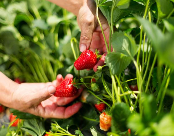 Comment protéger les récoltes de fraises ?