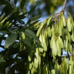 Frêne : plantation, taille, entretien