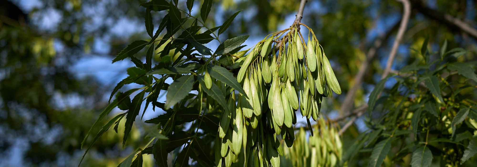 Green Tree Absinthe, Fiche produit