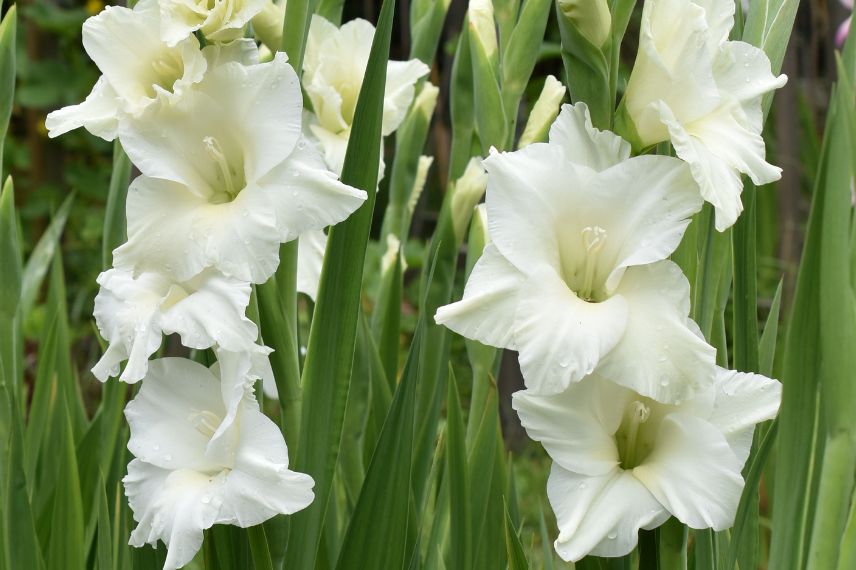 Glaïeul à fleurs blanches