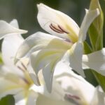7 glaïeuls à fleurs blanches