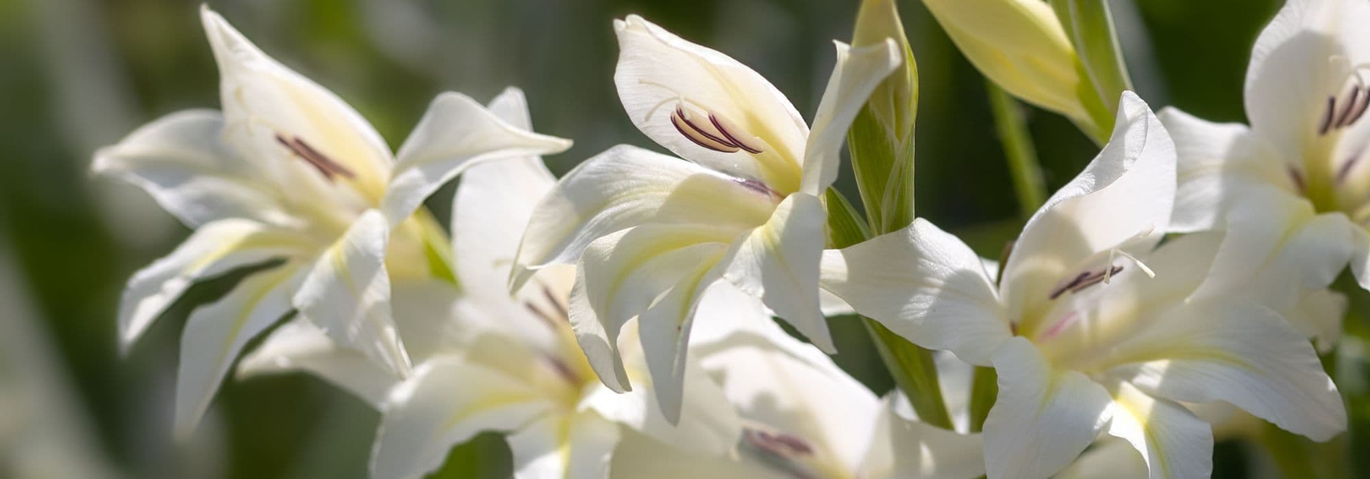 7 glaïeuls à fleurs blanches