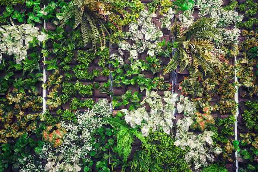 mur de plantes intérieur