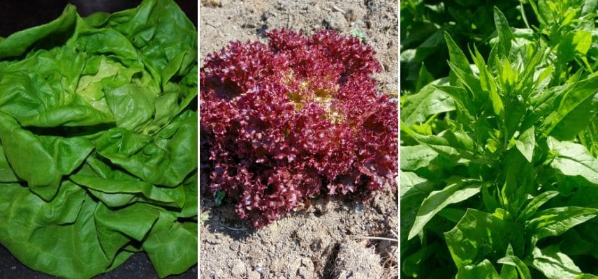 des salades de printemps