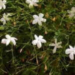 Maladies et parasites du jasmin