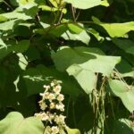 Maladies et parasites du Catalpa