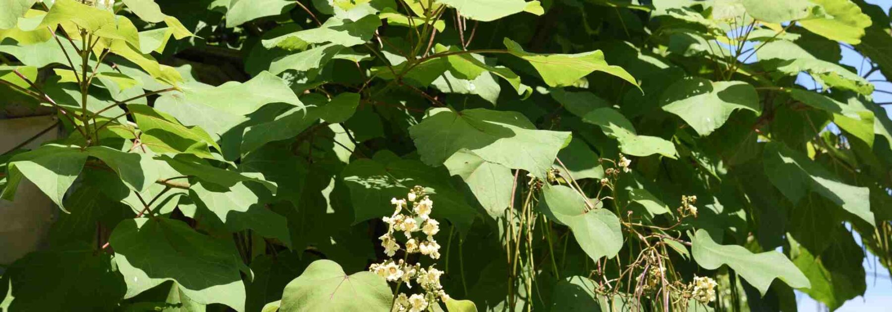 Maladies et parasites du Catalpa