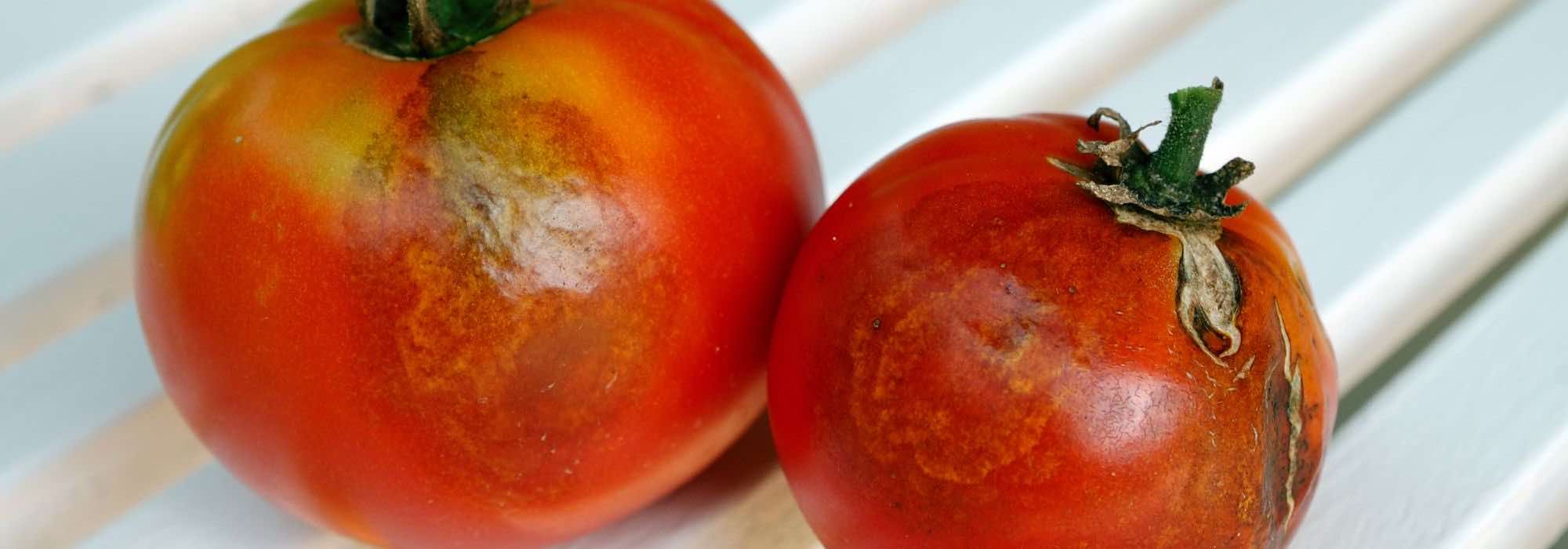 Après le mildiou, comment assainir naturellement  le potager ?