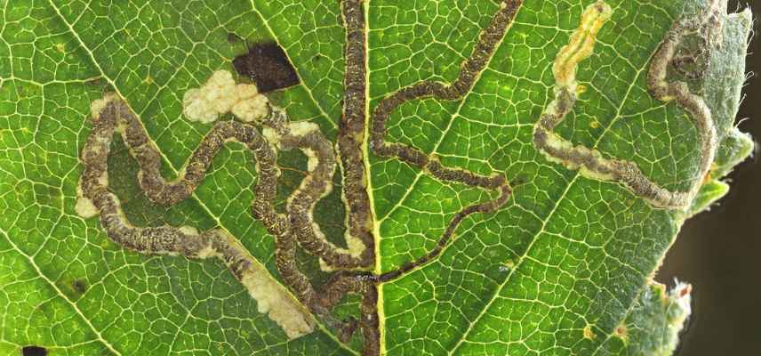 maladies et parasites du charme, carpinus belulus maladies champignons