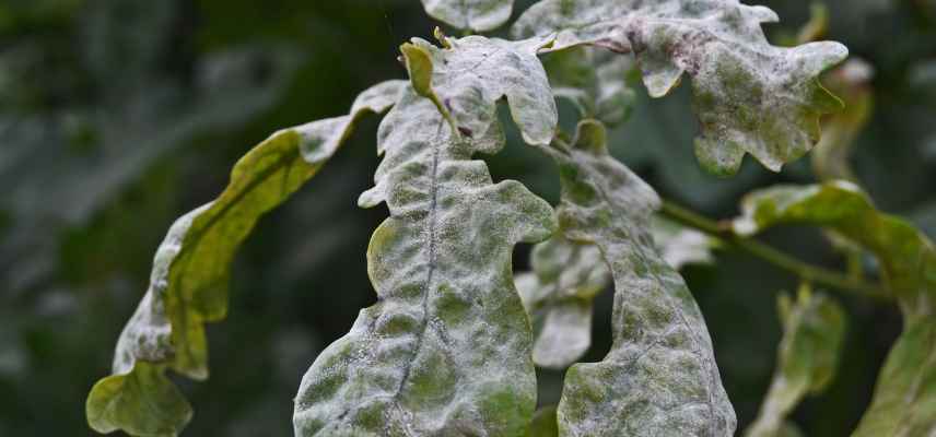 Maladies et parasites des chenes, champignon chene