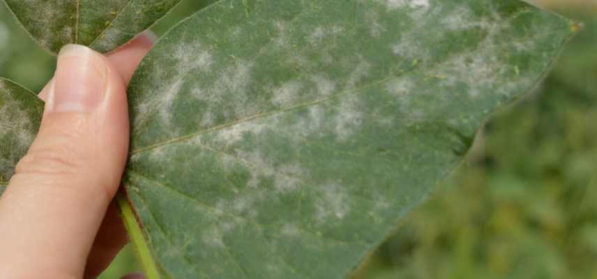 maladies parasites champignons catalpa