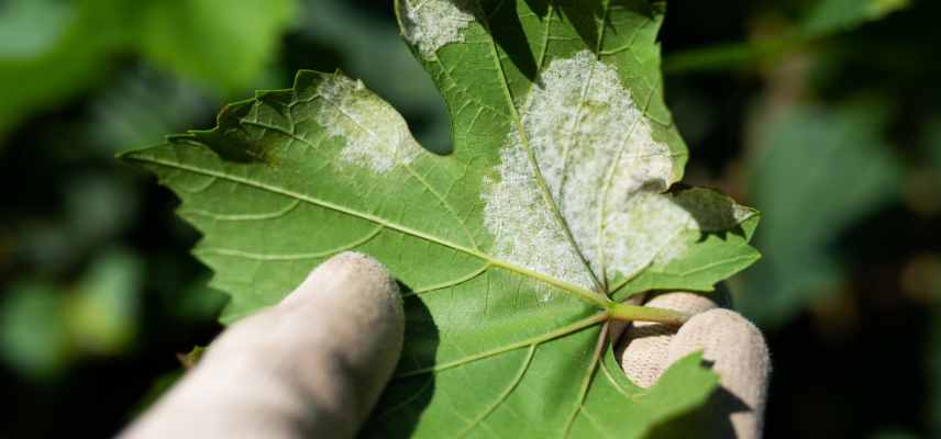 Guide de survie du jardin en ete, conseils jardinage en ete