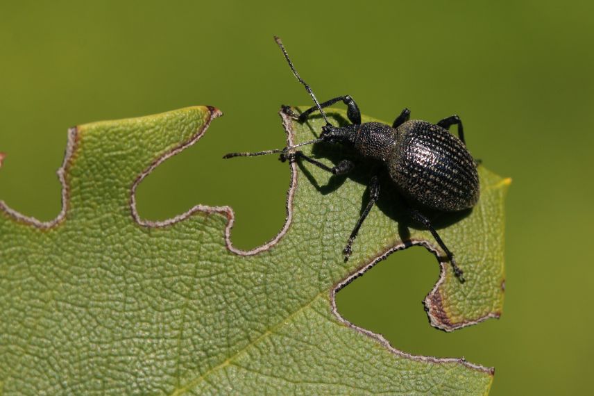 maladie parasite oranger du mexique