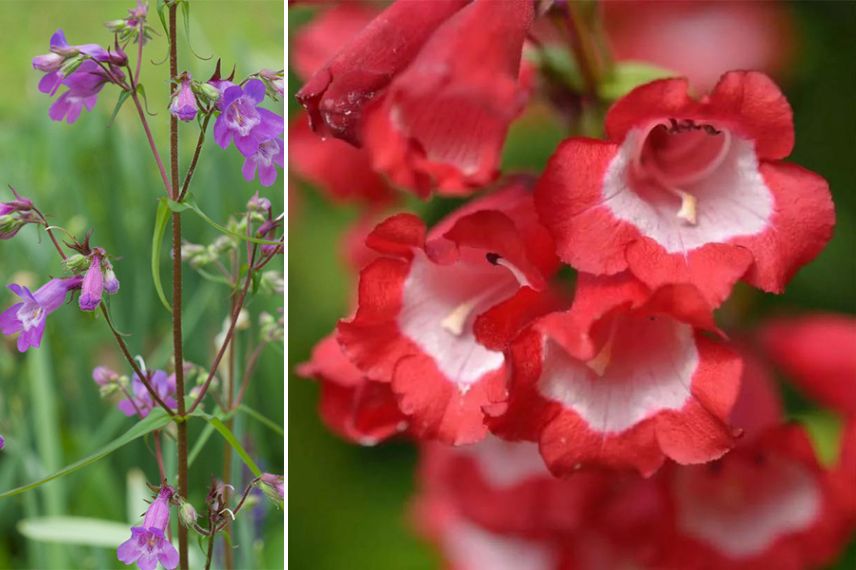 Penstemon style