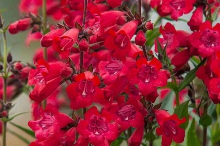 penstemon harlequin red