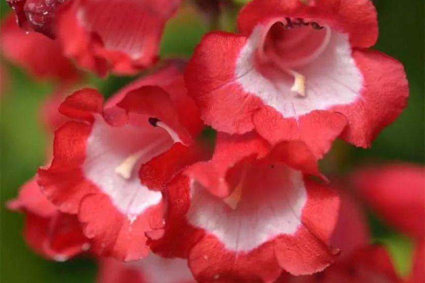 penstemons rouges