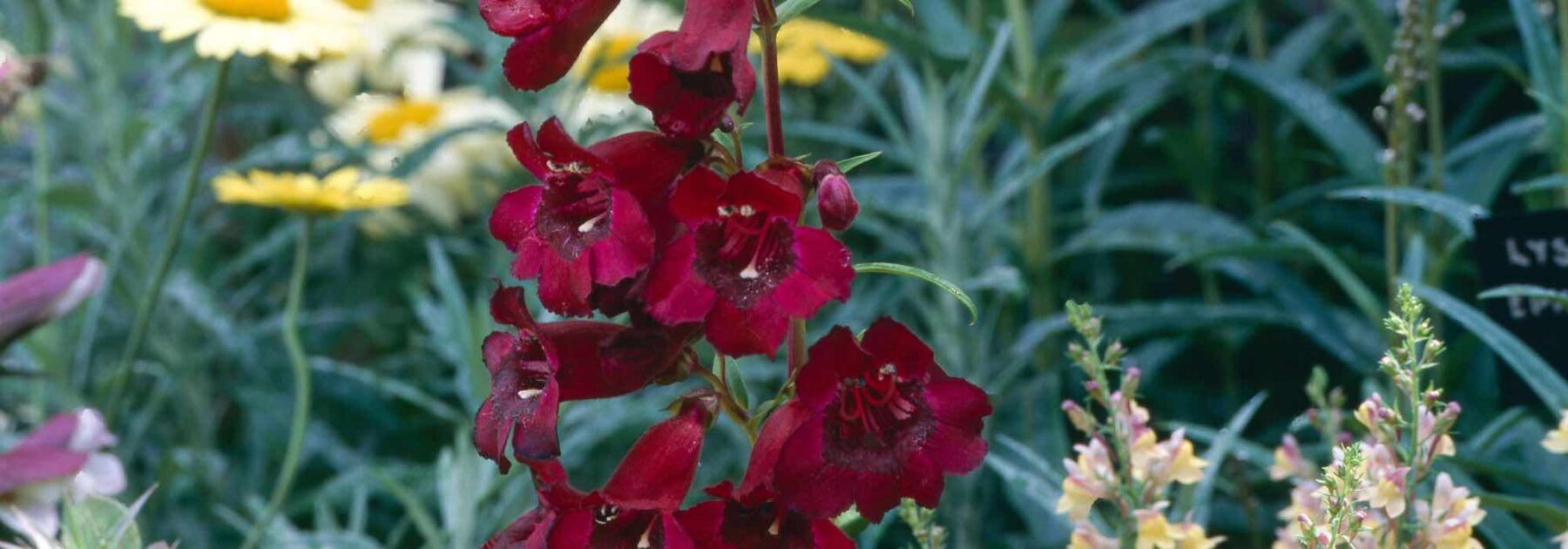 5 penstemons à fleurs rouges