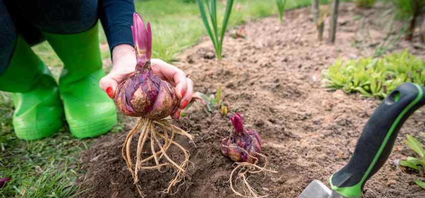 Conseils pour reussir les lys, conseils pour avoir de beaux lys, comment cultiver les lis