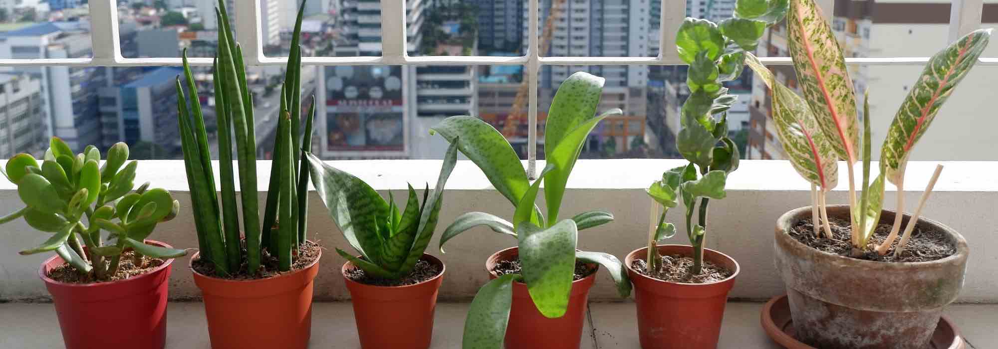 Plantes d'intérieur : comment réparer les dégâts de l'été ?