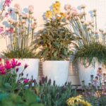 5 plantes méditerranéennes pour fleurir un balcon
