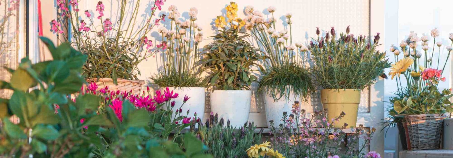 5 plantes méditerranéennes pour fleurir un balcon