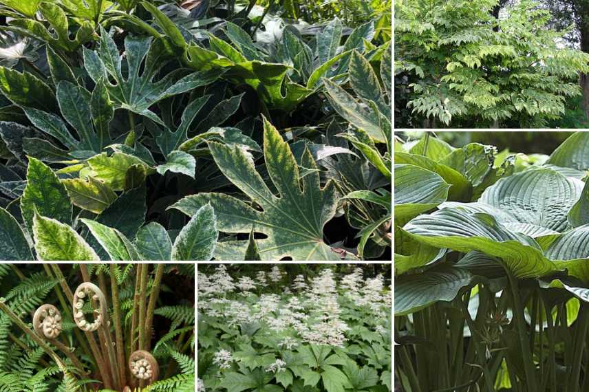 plantes exotiques pour l ombre, vegetaux exotiques ombre ombrage, jardin exotique ombrage ombre, meilleurs plantes exotiques pour l ombre