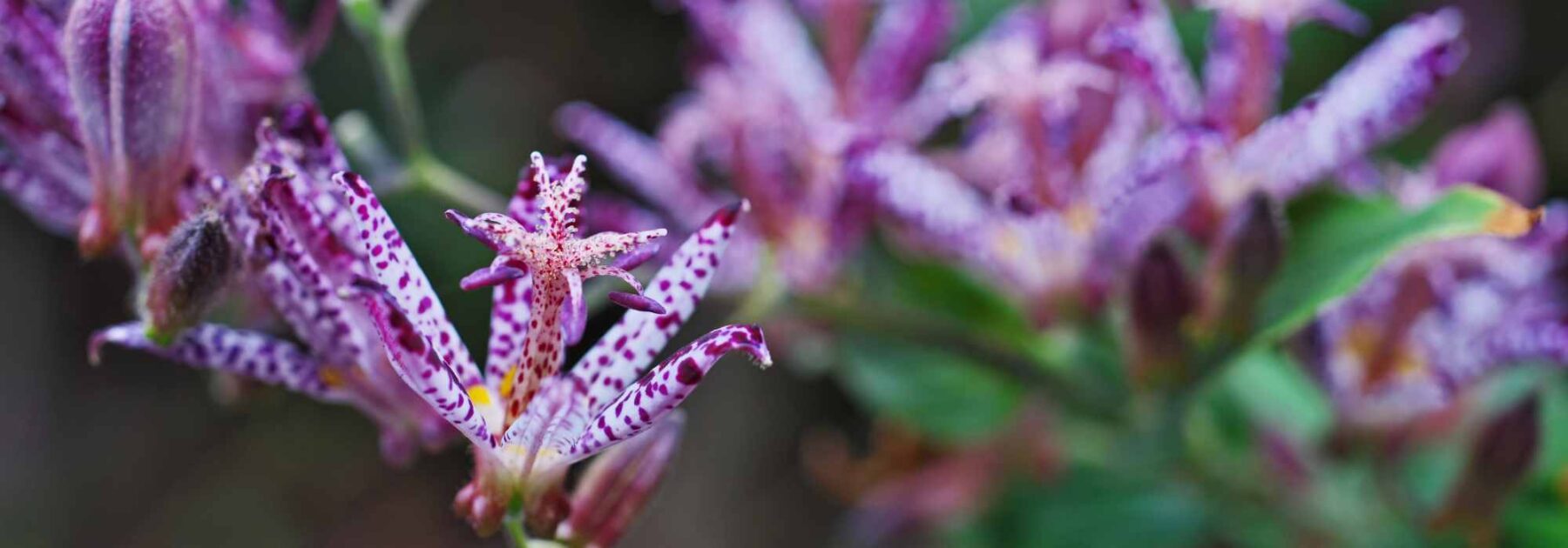 Des plantes exotiques pour l'ombre