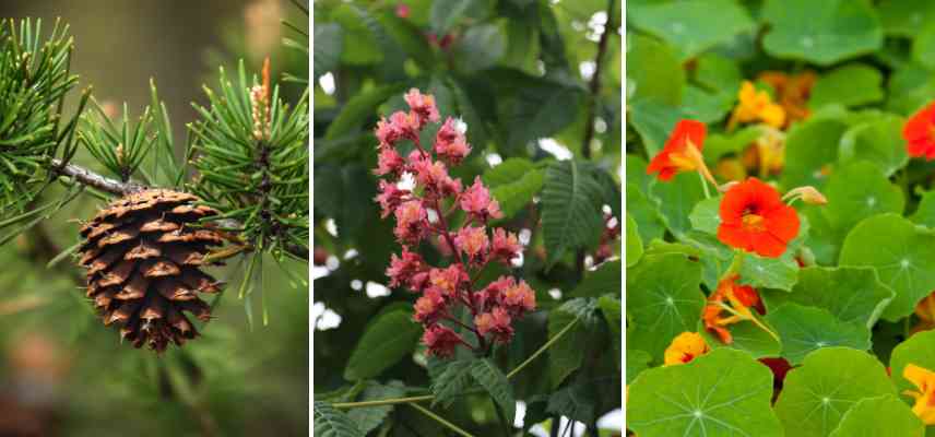 plantes barometre, plantes et meteo, fleurs arbres indicateur temps a venir