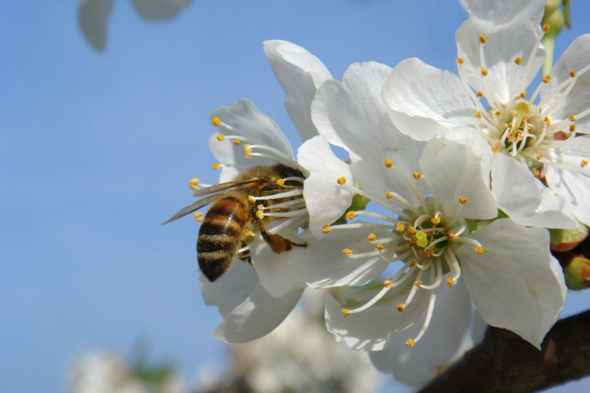 plantes indigènes