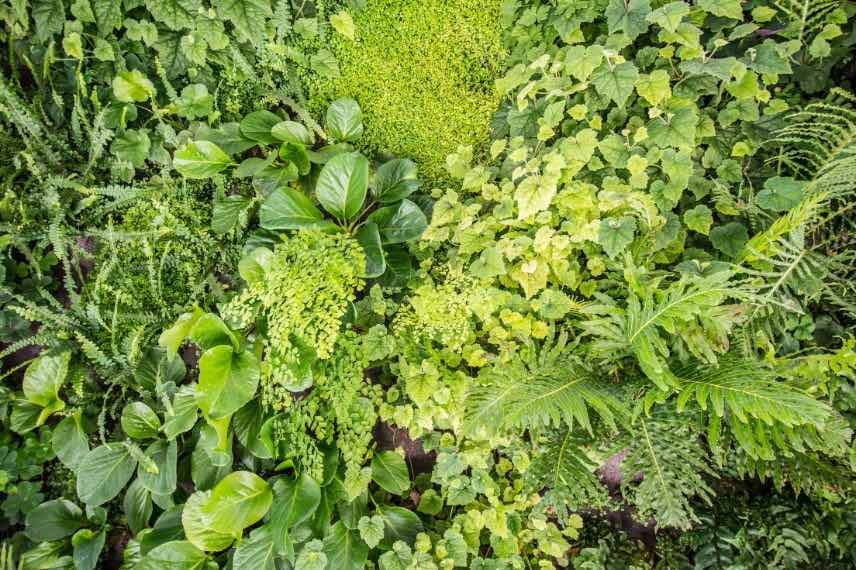 mur de plantes intérieur