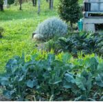 Les légumes à semer et planter en automne