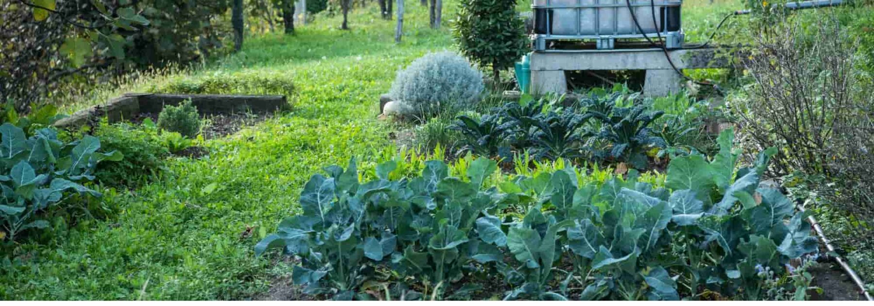 Les 10 erreurs à éviter pour un beau potager - Promesse de Fleurs