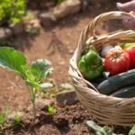 Potager anti-inflation : comment cultiver vos aliments face à la hausse des prix ?