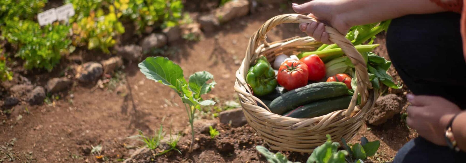 Un potager d'intérieur en hiver permet-il de faire des économies ?