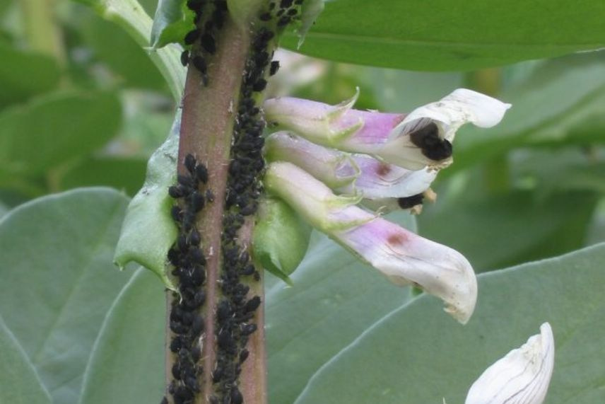 maladies et parasites de la fève 