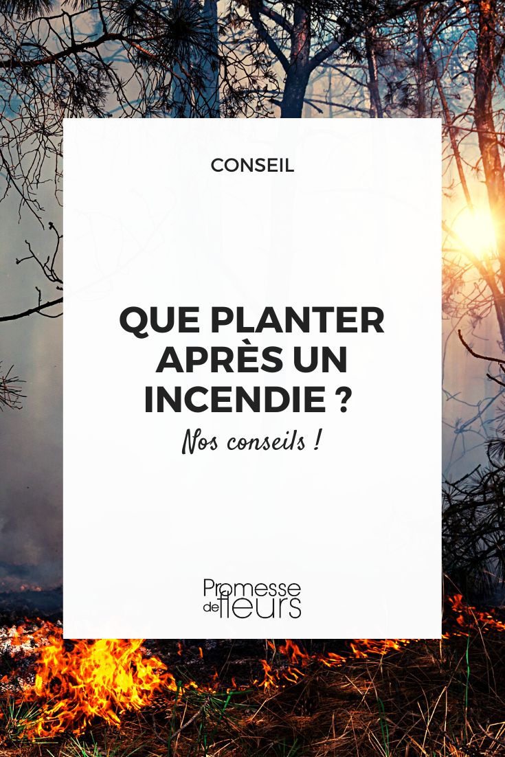 replanter sur une terre brulée