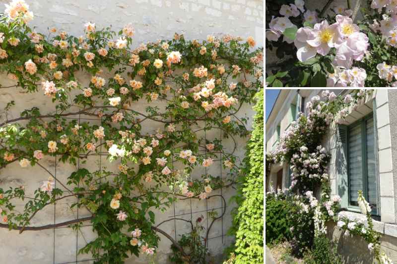 Village jardin Chedigny, chedigny roses, chedigny visite