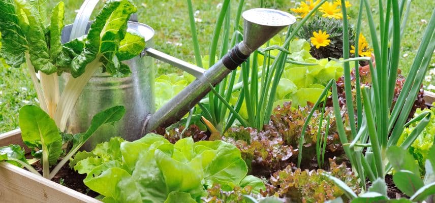 salade dans un carré potager