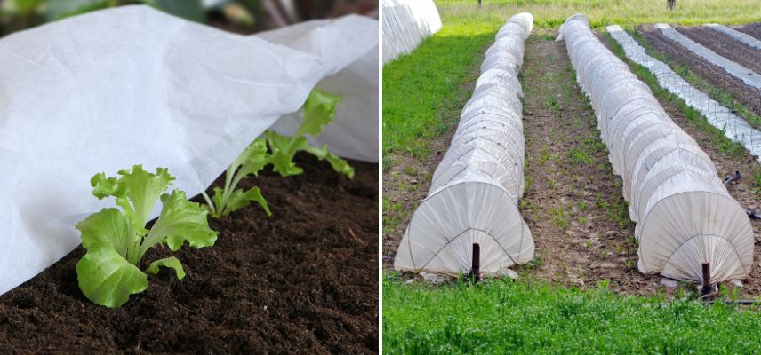 salade protection hiver