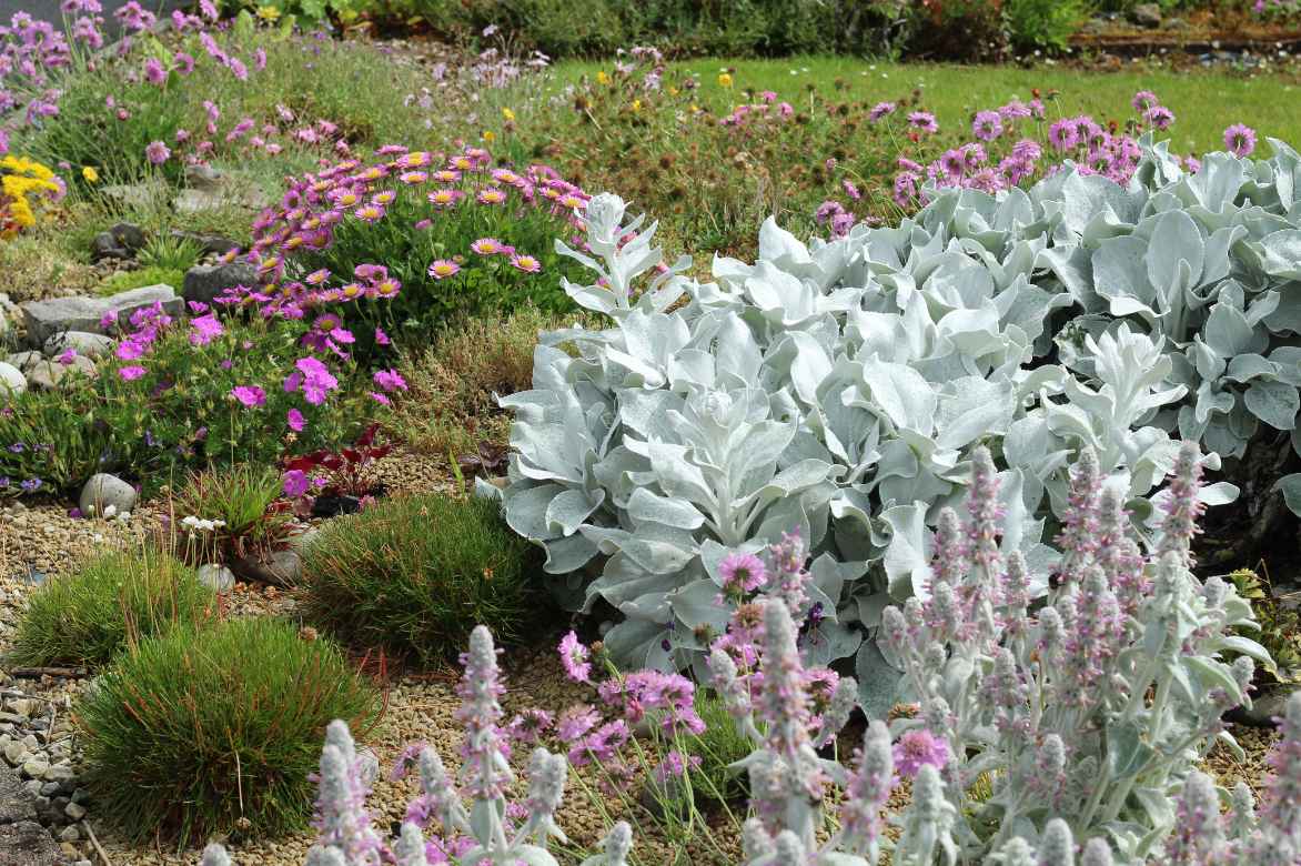 senecio, cineraire, seneçon, planter cultiver entretenir