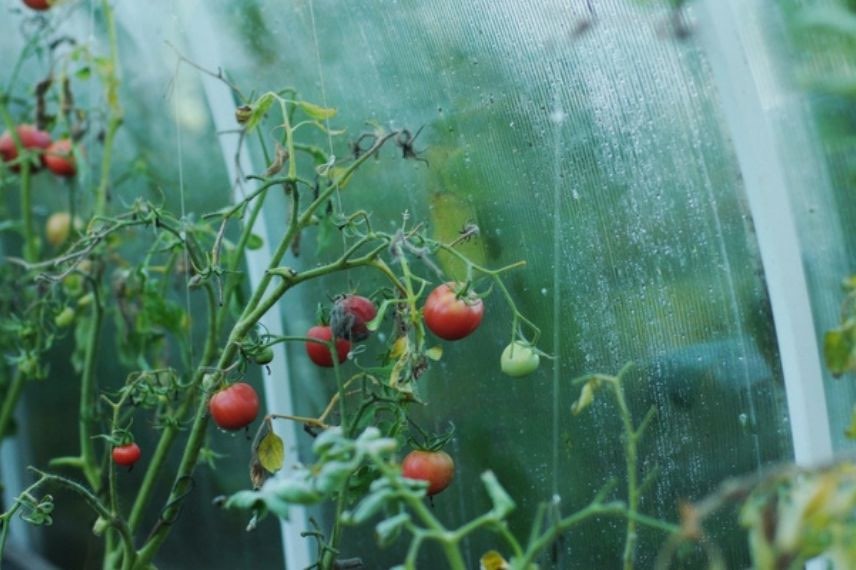 abri ou serre à tomates