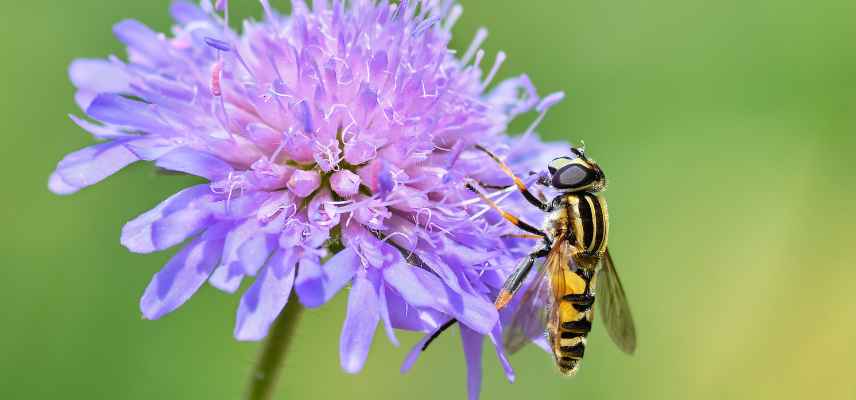 syrphe insecte axillaire jardin