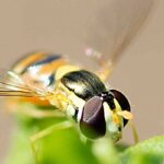 Insectes auxiliaires : les syrphes