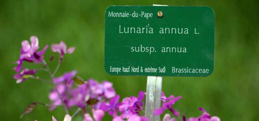 comprendre les règles et nomenclature botaniques