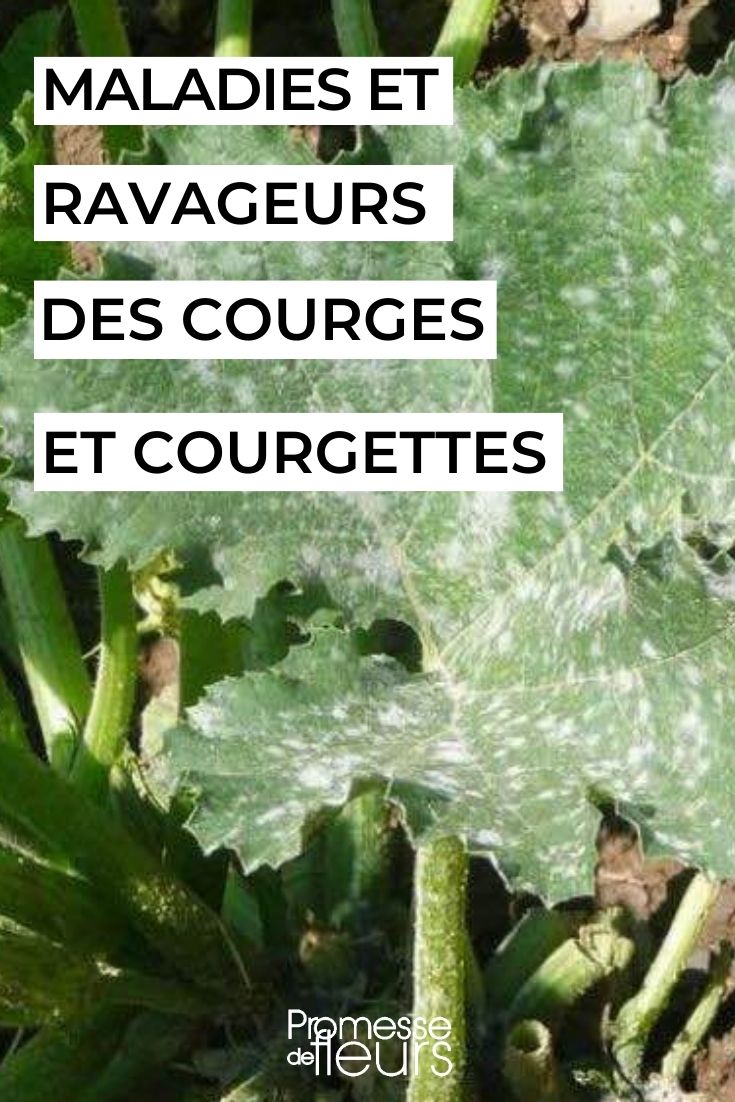 Courges et courgettes maladies ravageurs