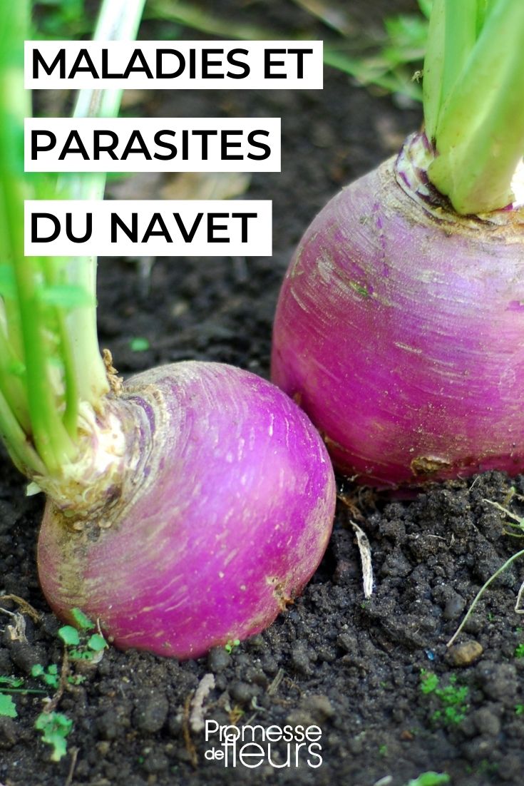 traiter et prévenir naturellement maladies et ravageurs du navet