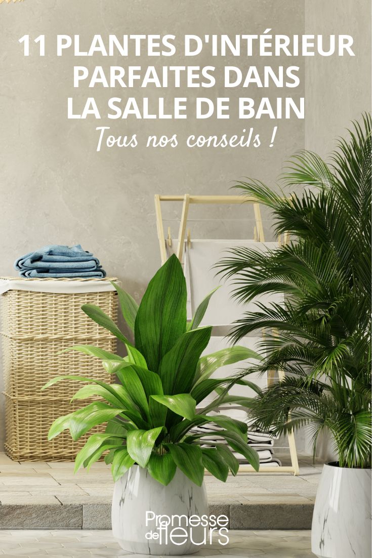 11 plantes d'intérieur parfaites dans la salle de bain - Promesse