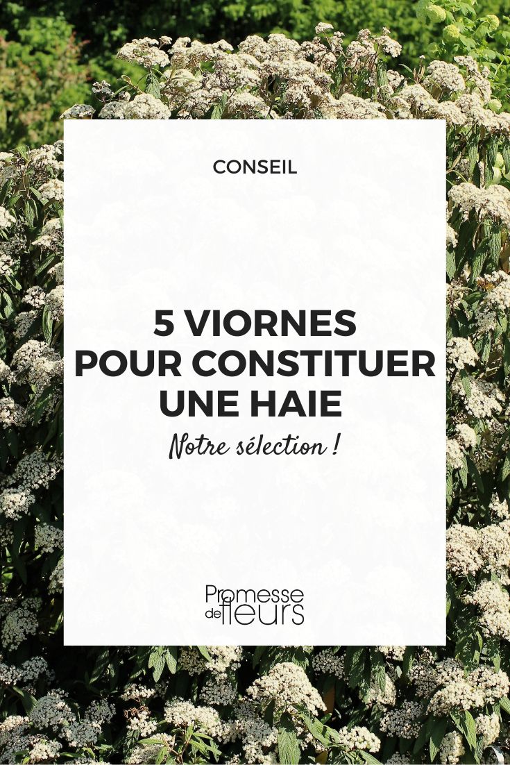 5 viornes pour constituer une haie selection de viburnum pour faire une haie